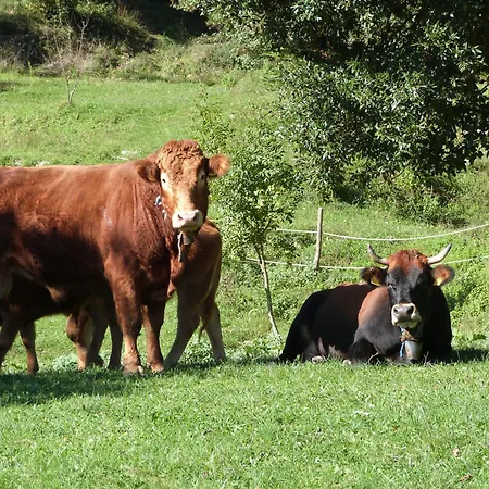 Agriturismo Giandriale Farm stay *