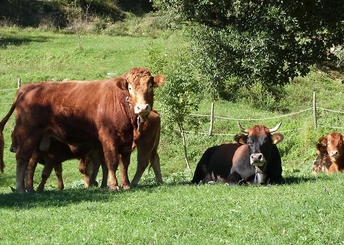 Agriturismo Giandriale Farm stay *